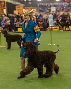 14 - GCH CH Tara's Utter Chaos (George)