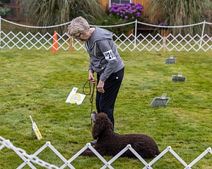 2201 - GCH CH MACH ARROYO'S BEGIN THE BEGUINE MXS MJS MXP MJP MXF T2B2 (Porter)