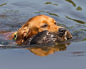 Canoe Terrill