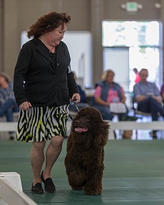 54 - GCH BREKKON BEGINS WITH BEAUFIELD
