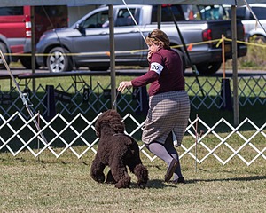 20 - GCH ALL GREEN WI'ENVY V ALPHA NORDIC DS CD RE (Jade)