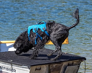 Boaty Belicose