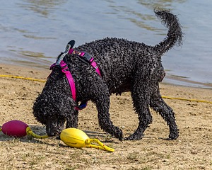 Tango Abbruzzese