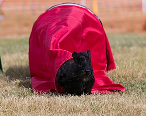 20150613-CCKC-0028.jpg