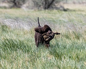 Ghillie