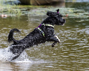Dottie Notestine