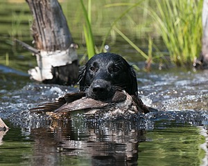 20140810-SHW-0017.jpg