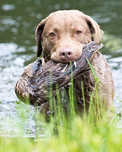 Hunter Law