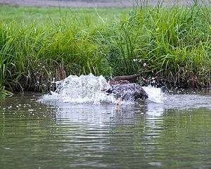 Ditch Schweitzer