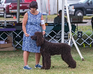 17 - GCH CHANTICO'S SHELTER FROM THE STORM RN XF MX (Reef)