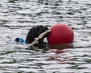 Boaty Bellicose