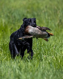Duke Doyon