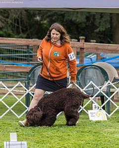 2304 - GCH CH BREKKON'S FIRST MARK BN RN CGC TKN (Hunny)