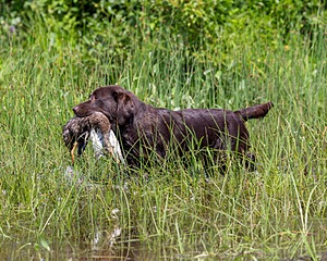 Molly Brownell