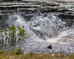 Sukie Valentino