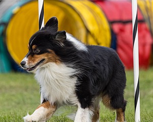 Gus Fatse