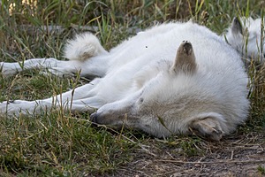 Grizzly & Wolf Discovery Center, West Yellowstone