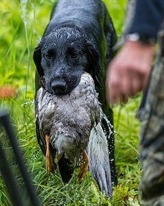 Hunter Law