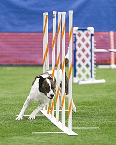 Brody Nearine