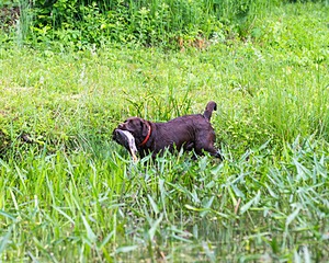 Jasmine