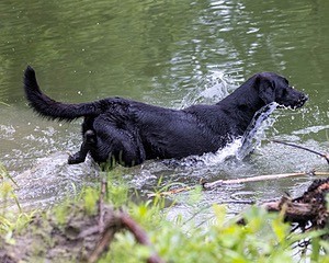 Cane Robichaud