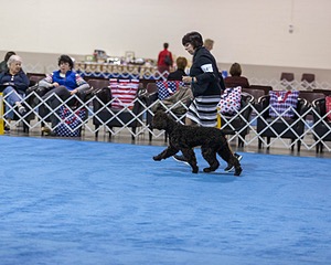 14 - Chantico's Super G O'Muddy Waters (Ghillie)