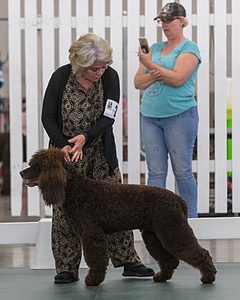 62 - GCH ALL GREEN WI' ENVY V ALPHA NORDIC CD RE DS RATN (Jade)