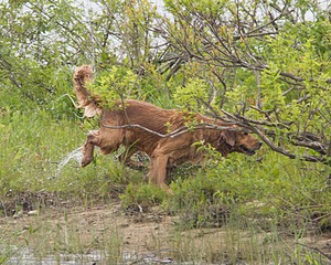 UCD SHR Sand Dancer's Windfall JH CDX