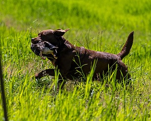 20170604-SEAL-1055.jpg