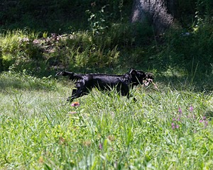 Onyx Klein