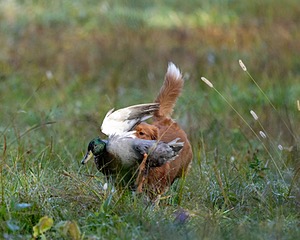 Merlot Quackenbush