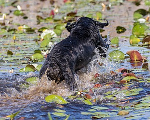 Nancy Freita's Dog