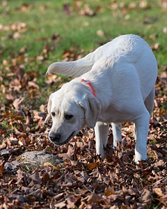 Tess
