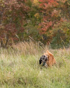 Tiger McCluer