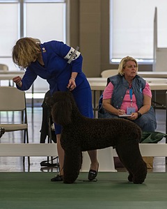 35 - GCHB CH FLINTCREST FULL MONTY (Jonny)