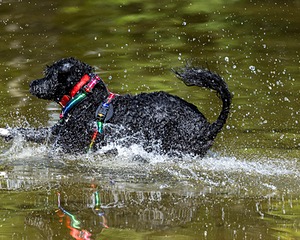 Gabi Robinson