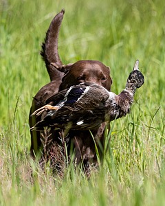 20170604-SEAL-1027.jpg