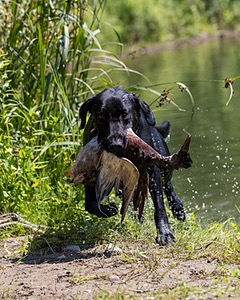 Otter Marro