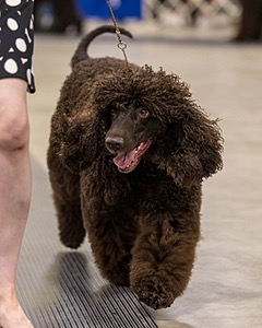 355 - GCH Ildanoch's Party Rock Anthem