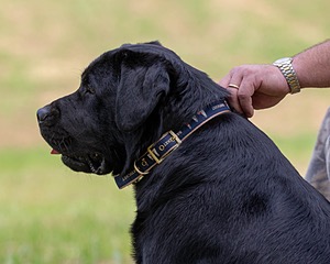 Hugo