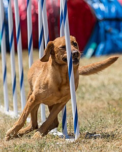 20160618-CCKC-1567.jpg