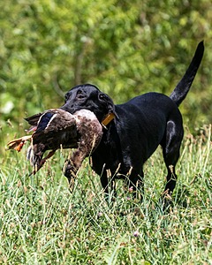 Gibbs Hoagland