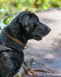 Mowgli