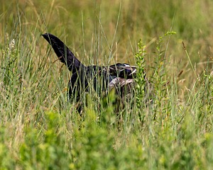 Bella
