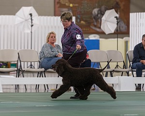 62 - GCH ALL GREEN WI' ENVY V ALPHA NORDIC CD RE DS RATN (Jade)