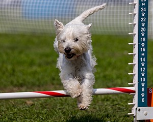 Cricket Turco-Levin