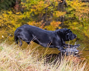 Glenforest's Pique Dame JH (Chloe)
