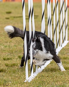 Switch Fall