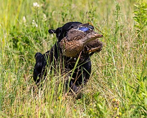 Pemi