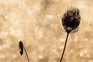 Queen Anne's Lace